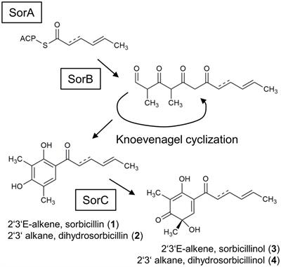 In Vivo Study of the Sorbicillinoid Gene Cluster in Trichoderma reesei